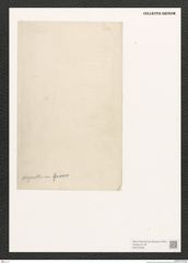 Diatomeae indet. Zeichnungen Sammlung Grunow (NHMW-BOT-W0372569)
